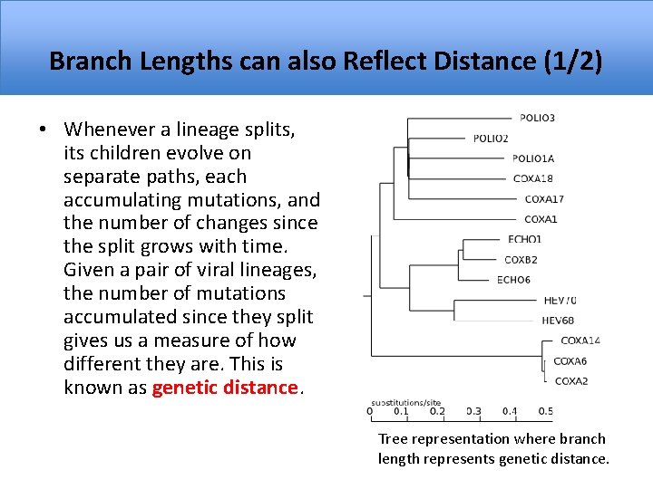 Branch Lengths can also Reflect Distance (1/2) • Whenever a lineage splits, its children