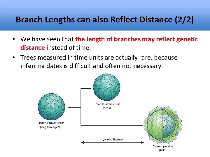 Branch Lengths can also Reflect Distance (2/2) • We have seen that the length
