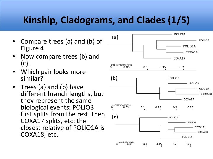 Kinship, Cladograms, and Clades (1/5) • Compare trees (a) and (b) of Figure 4.