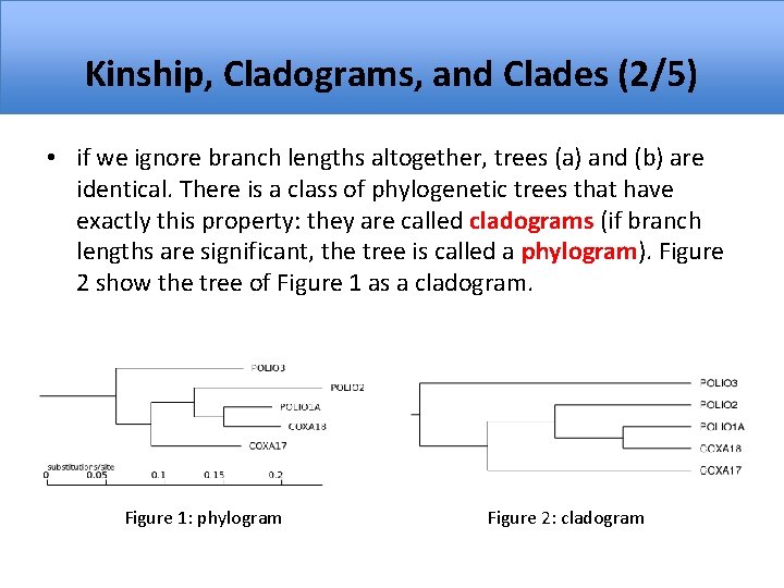 Kinship, Cladograms, and Clades (2/5) • if we ignore branch lengths altogether, trees (a)