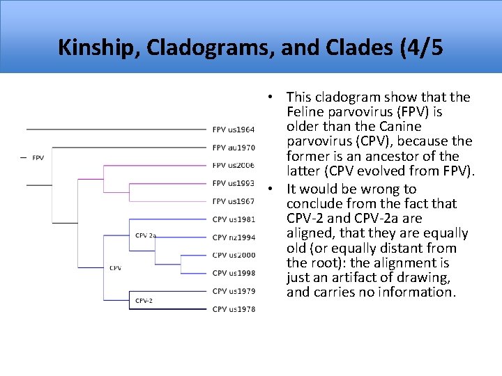 Kinship, Cladograms, and Clades (4/5 • This cladogram show that the Feline parvovirus (FPV)