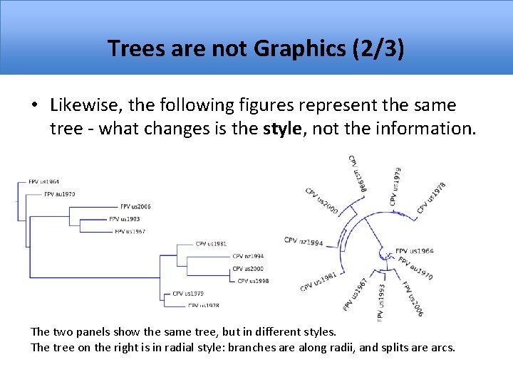 Trees are not Graphics (2/3) • Likewise, the following figures represent the same tree