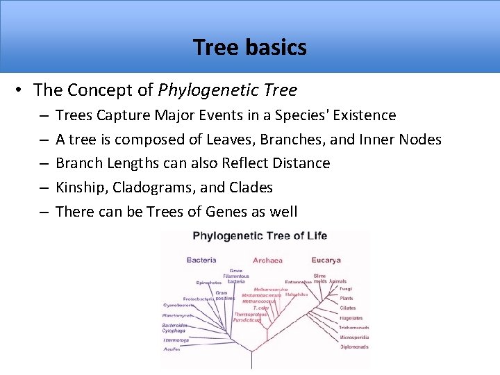 Tree basics • The Concept of Phylogenetic Tree – – – Trees Capture Major