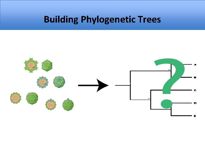 Building Phylogenetic Trees 