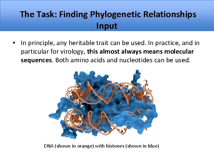  The Task: Finding Phylogenetic Relationships Input • In principle, any heritable trait can