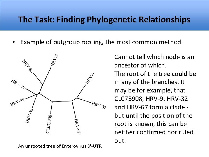 The Task: Finding Phylogenetic Relationships • Example of outgroup rooting, the most common method.