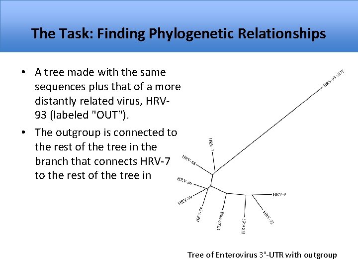 The Task: Finding Phylogenetic Relationships • A tree made with the same sequences plus