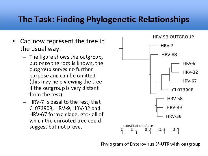 The Task: Finding Phylogenetic Relationships • Can now represent the tree in the usual