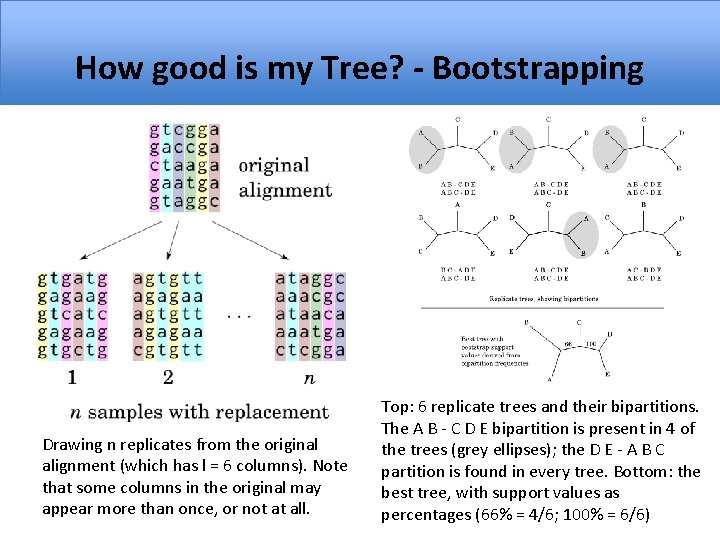 How good is my Tree? - Bootstrapping Drawing n replicates from the original alignment