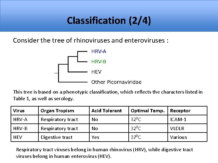 Classification (2/4) Consider the tree of rhinoviruses and enteroviruses : This tree is based