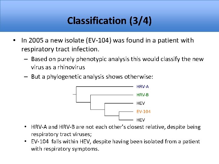 Classification (3/4) • In 2005 a new isolate (EV-104) was found in a patient