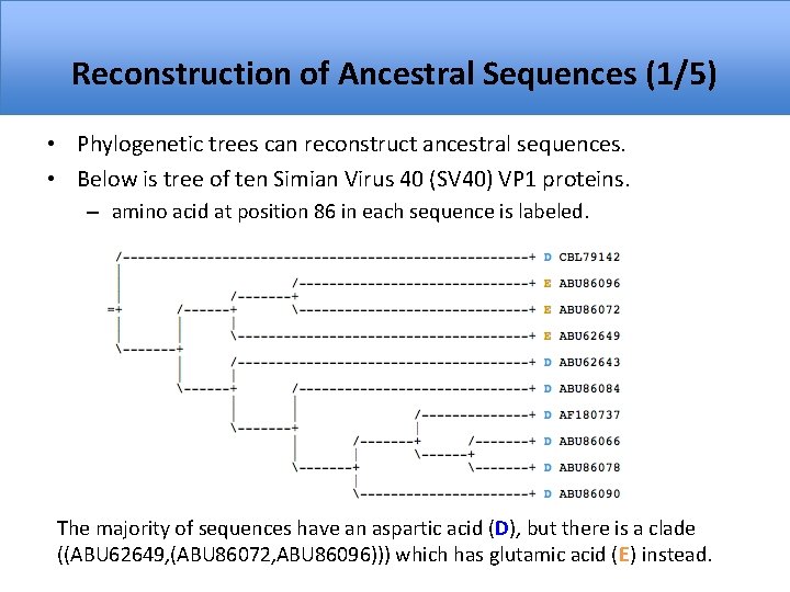 Reconstruction of Ancestral Sequences (1/5) • Phylogenetic trees can reconstruct ancestral sequences. • Below