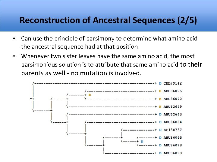 Reconstruction of Ancestral Sequences (2/5) • Can use the principle of parsimony to determine