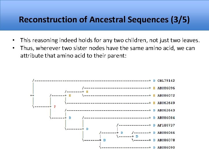 Reconstruction of Ancestral Sequences (3/5) • This reasoning indeed holds for any two children,