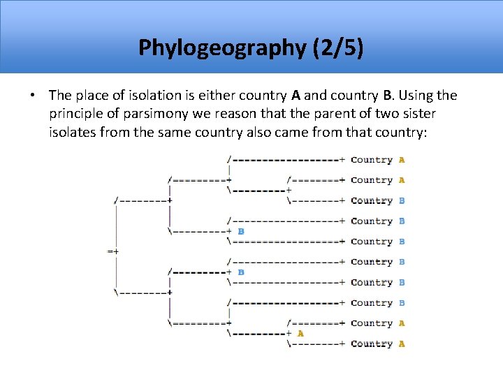 Phylogeography (2/5) • The place of isolation is either country A and country B.