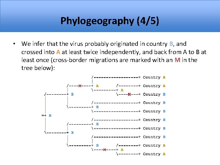 Phylogeography (4/5) • We infer that the virus probably originated in country B, and