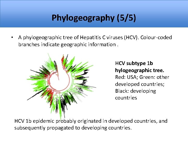 Phylogeography (5/5) • A phylogeographic tree of Hepatitis C viruses (HCV). Colour-coded branches indicate