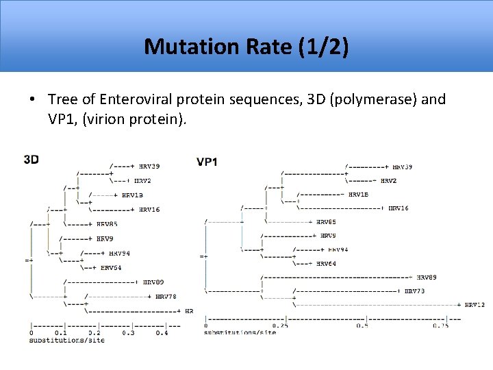 Mutation Rate (1/2) • Tree of Enteroviral protein sequences, 3 D (polymerase) and VP