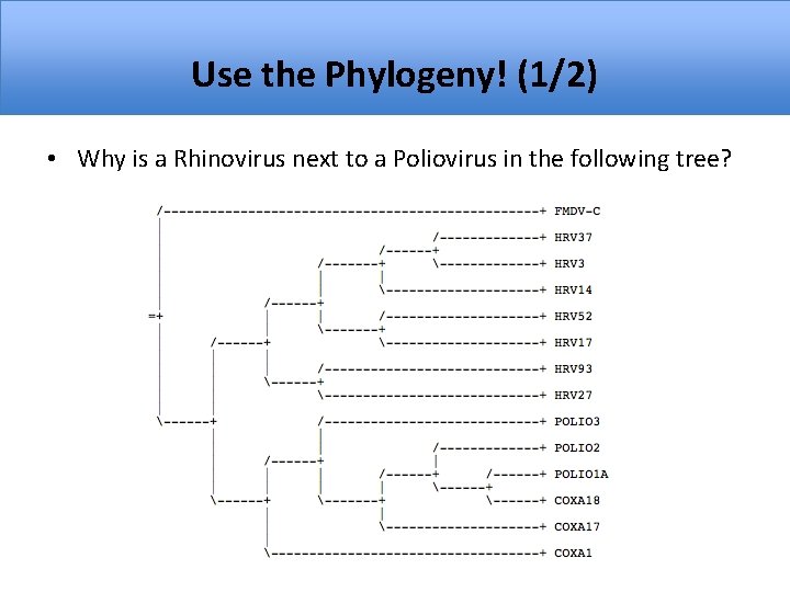 Use the Phylogeny! (1/2) • Why is a Rhinovirus next to a Poliovirus in