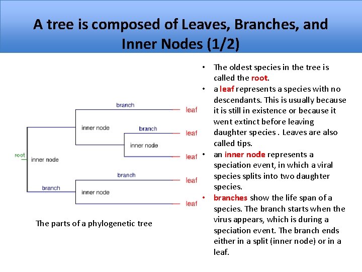 A tree is composed of Leaves, Branches, and Inner Nodes (1/2) The parts of