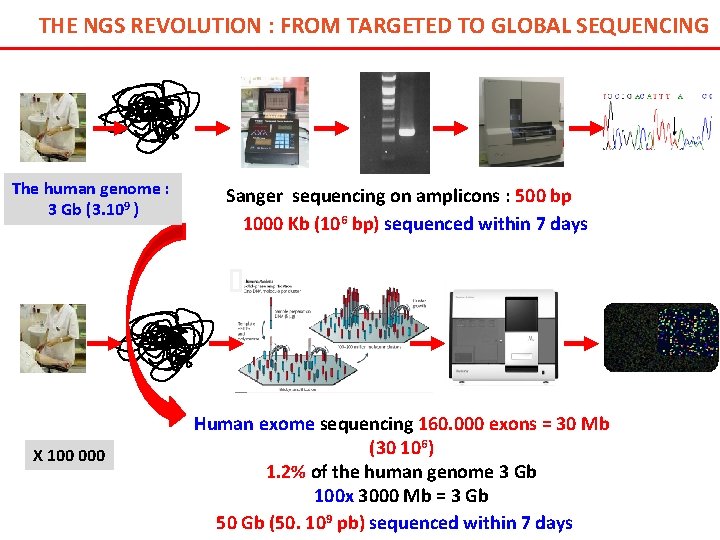 THE NGS REVOLUTION : FROM TARGETED TO GLOBAL SEQUENCING The human genome : 3