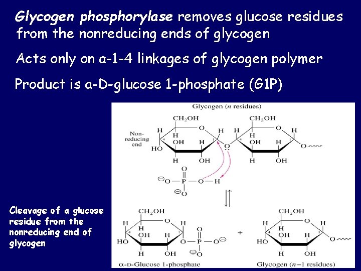 Glycogen phosphorylase removes glucose residues from the nonreducing ends of glycogen Acts only on