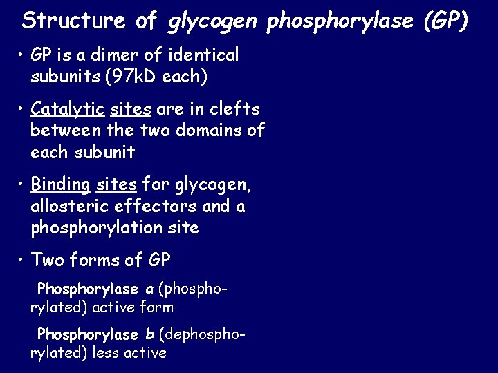 Structure of glycogen phosphorylase (GP) • GP is a dimer of identical subunits (97