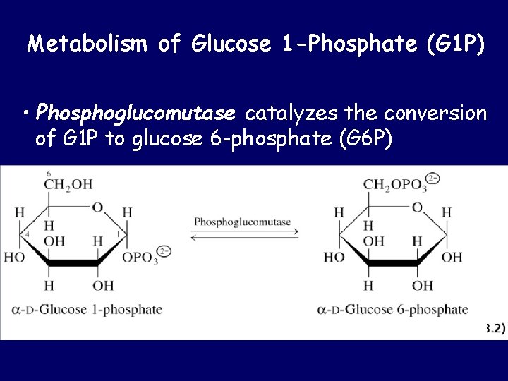 Metabolism of Glucose 1 -Phosphate (G 1 P) • Phosphoglucomutase catalyzes the conversion of