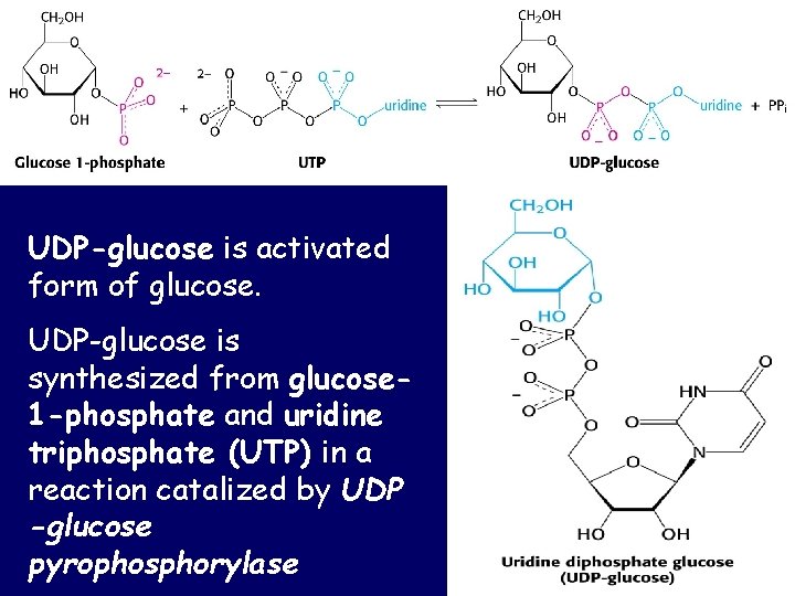 UDP-glucose is activated form of glucose. UDP-glucose is synthesized from glucose 1 -phosphate and