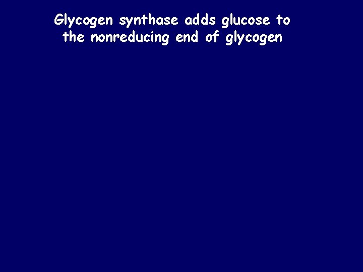 Glycogen synthase adds glucose to the nonreducing end of glycogen 