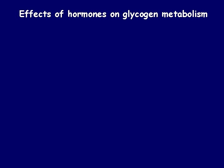 Effects of hormones on glycogen metabolism 