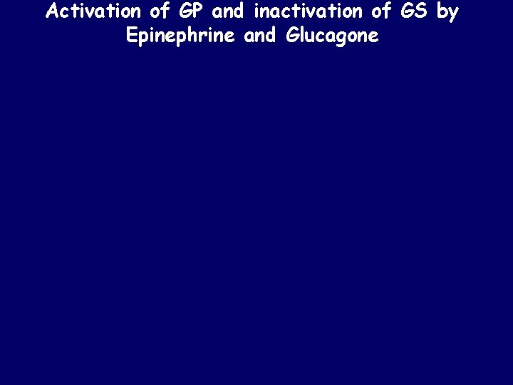 Activation of GP and inactivation of GS by Epinephrine and Glucagone 