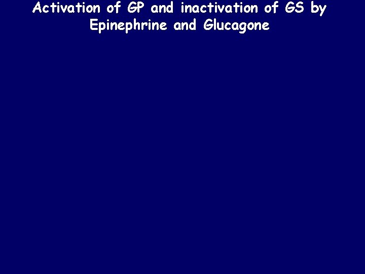 Activation of GP and inactivation of GS by Epinephrine and Glucagone 