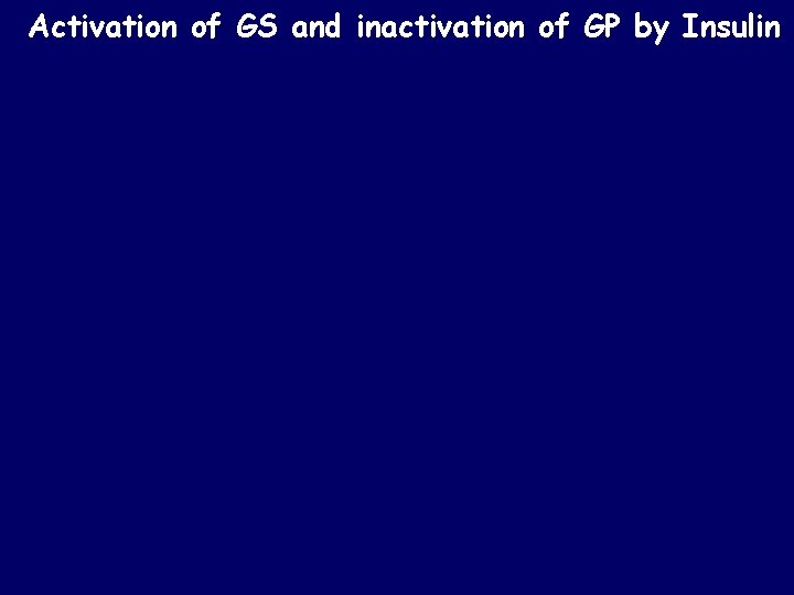 Activation of GS and inactivation of GP by Insulin 