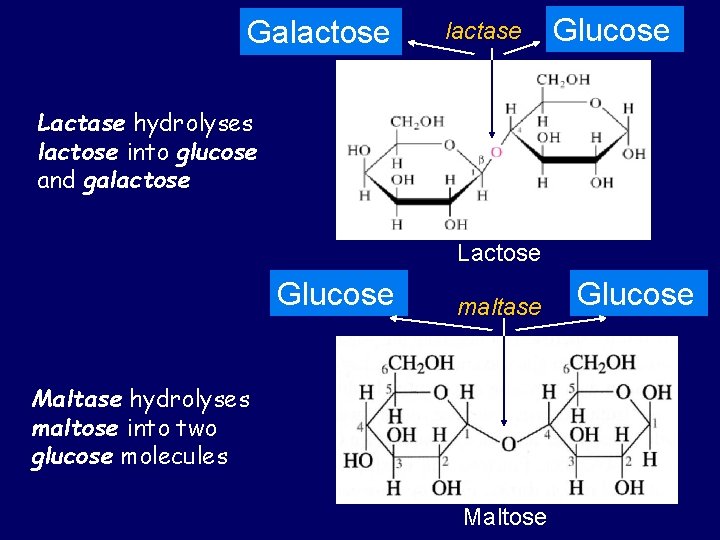 Galactose lactase Glucose Lactase hydrolyses lactose into glucose and galactose Lactose Glucose maltase Maltase