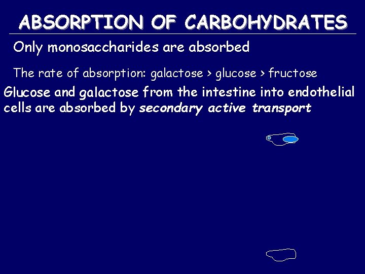ABSORPTION OF CARBOHYDRATES Only monosaccharides are absorbed The rate of absorption: galactose > glucose