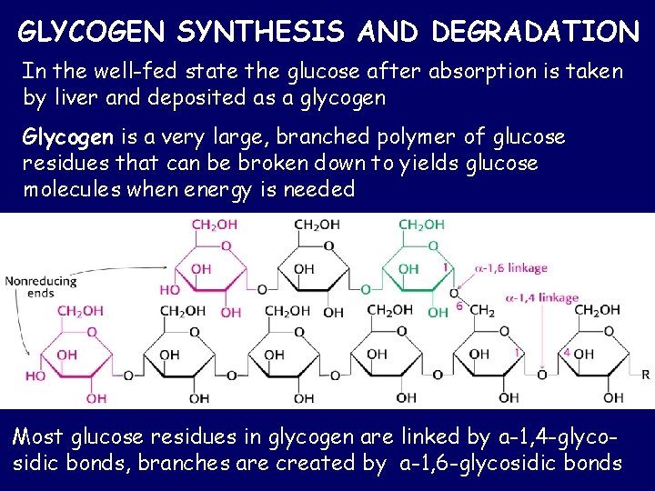 GLYCOGEN SYNTHESIS AND DEGRADATION In the well-fed state the glucose after absorption is taken