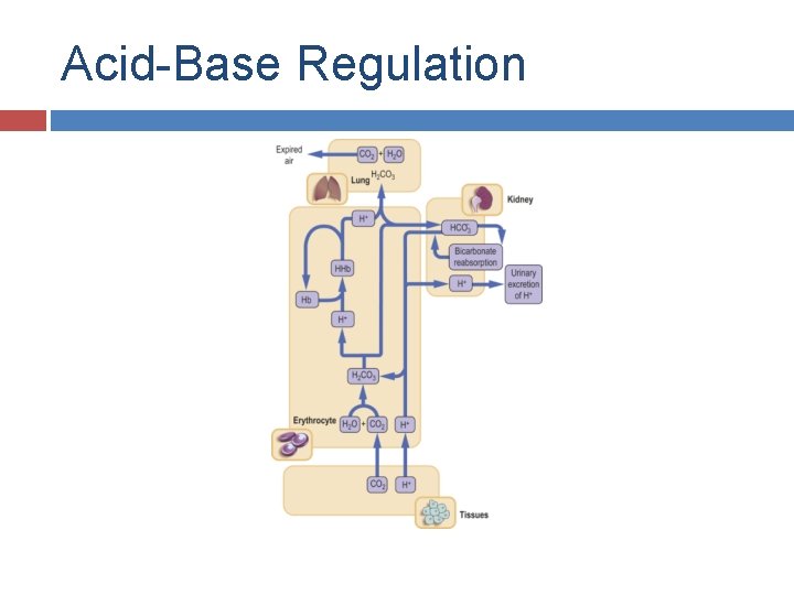 Acid-Base Regulation 