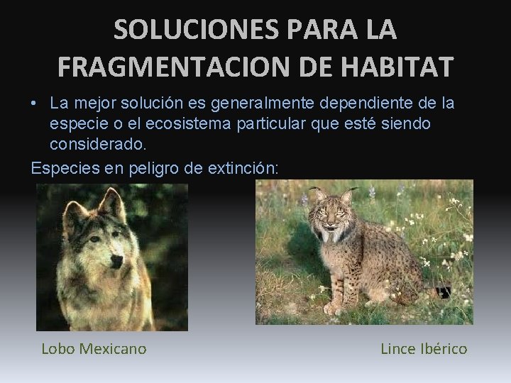 SOLUCIONES PARA LA FRAGMENTACION DE HABITAT • La mejor solución es generalmente dependiente de