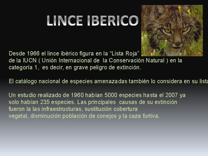 Desde 1966 el lince ibérico figura en la “Lista Roja” de la IUCN (