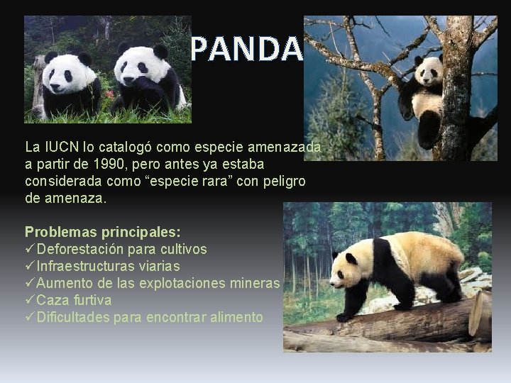 PANDA La IUCN lo catalogó como especie amenazada a partir de 1990, pero antes