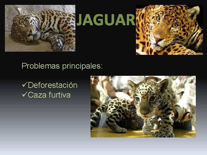 JAGUAR Problemas principales: üDeforestación üCaza furtiva 