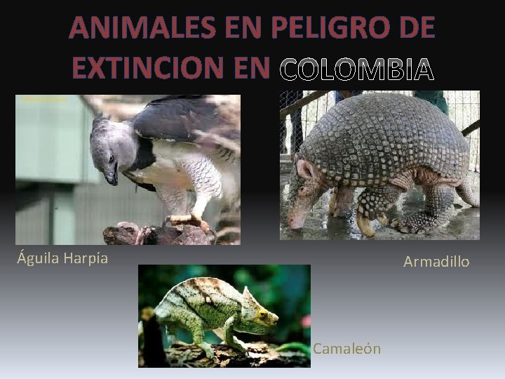 ANIMALES EN PELIGRO DE EXTINCION EN COLOMBIA Águila Harpía Armadillo Camaleón 