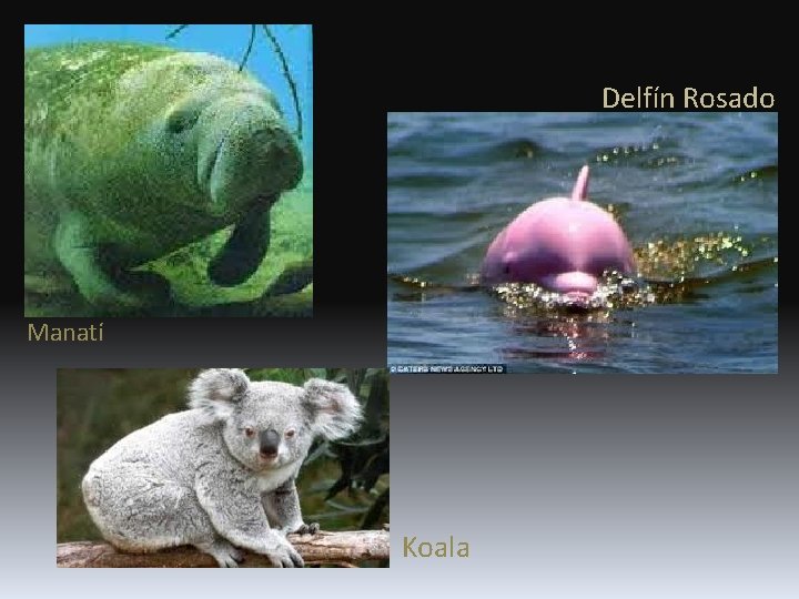 Delfín Rosado Manatí Koala 