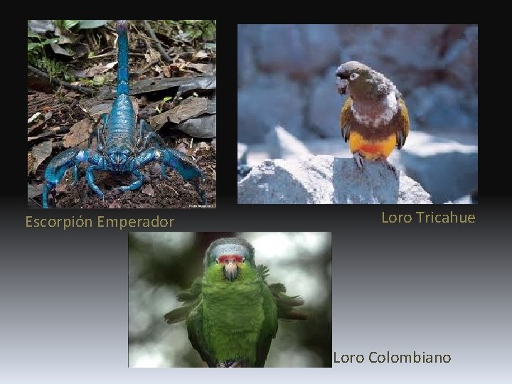 Escorpión Emperador Loro Tricahue Loro Colombiano 