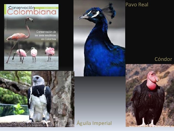 Pavo Real Cóndor Águila Imperial 