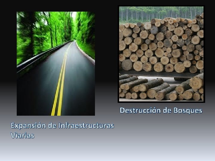 Destrucción de Bosques Expansión de Infraestructuras Viarias 