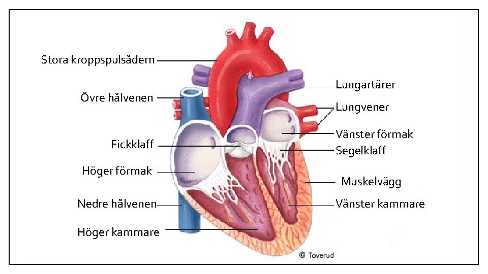 Stora kroppspulsådern Övre hålvenen Fickklaff Höger förmak Nedre hålvenen Höger kammare Lungartärer Lungvener Vänster