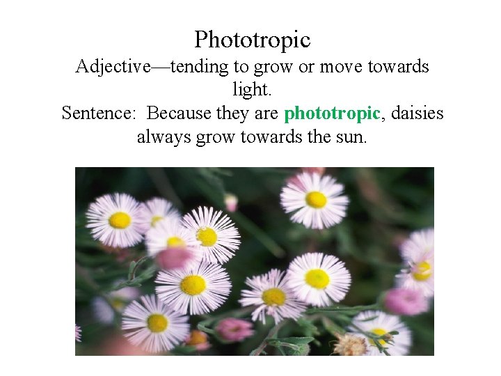 Phototropic Adjective—tending to grow or move towards light. Sentence: Because they are phototropic, daisies