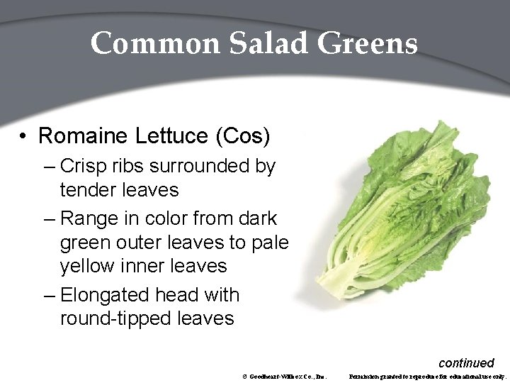 Common Salad Greens • Romaine Lettuce (Cos) – Crisp ribs surrounded by tender leaves